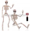 2 Pack 16" Halloween Skeleton-Full Body Posable Halloween Skeleton with Movable Joints for Best Halloween Decoration,Graveyard Decorations Haunted House Accessories